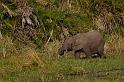 182 Okavango Delta, speelse olifant